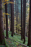 Image of Valserine forest in autumn