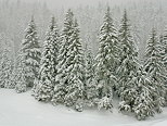Photograph of the pine trees in Valserine forest under a snowfall