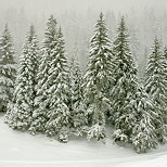 Image d'picas sous la neige dans la fort de montagne de la Valserine.