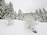 Photographie de la neige dans la fort de montagne de la Valserine. PNR du Haut Jura.