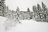 Photographie de neige sur la fort de la Valserine dans le Parc Naturel Rgional du Haut Jura