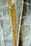 Image abstraite de troncs d'arbres dans la fort de la Valserine enneige
