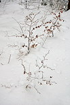 Image d'arbustes sortant de la neige dans la fort de montagne de la Valserine