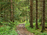 Photographie d'une piste forestire dans la fort de Champfromier, Parc Naturel Rgional du Haut Jura
