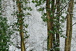 Image d'arbres pargns par la neige