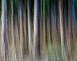 Image de fil d'arbres en fort