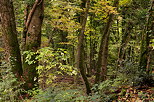 Photo des couleurs d'automne en sous bois dans la fort du Vuache