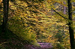 Photo de l'ambiance d'automne sur le sentier de la cascade de la Diomaz  Bellevaux