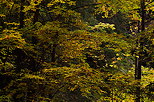 Photographie de feuillages d'automne colors dans la fort de Bellevaux en Haute Savoie