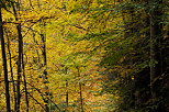 Photo des couleurs chaudes de l'automne dans la fort de Bellevaux