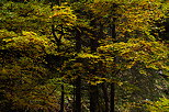 Photo d'arbres pars de leur feuillage d'automne dans la fort de Bellevaux
