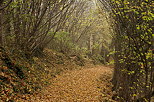 Image d'un chemin  travers un sous bois d'automne