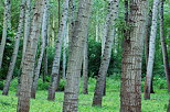 Photograph of poplars trunks in Chautagne forest
