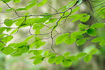 Photo de feuilles de htre en t