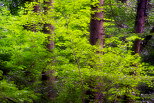 Photo de troncs de conifres entours de feuilles de htre clatantes