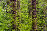Photographie d'arbres enchevtrs dans la foret de Chilly
