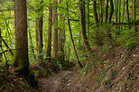 Photographie d'un chemin en sous bois dans la fort de Chilly en Haute Savoie