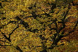 Photo des branches d'un vieux chne dor par l'automne