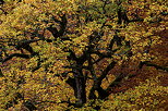 Image du feuillage et des branches d'un chne en automne