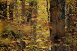 Photo d'une fort d'automne ralise  travers les feuilles