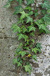 Photo de feuilles de lierre sur un tronc de htre