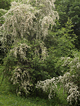 Photographie d'arbres couverts de bourgeons printaniers dans la fort de Sallenoves