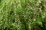 Image de feuillage et de fleurs blanches au printemps dans la fort de Sallenoves