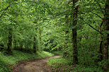 Photo d'un chemin forestier  travers la versure printanire  Sallenoves