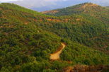 Photo d'une route forestire dans les collines du Massif des Maures