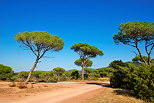 Image d'une piste forestire borde de pins parasols dans la Plaine des Maures