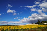 Photo d'un champ de tournesols prs de Mane dans les Alpes de Haute Provence