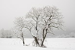 Photo d'arbres couverts de neige prs de Chaumont en Haute Savoie