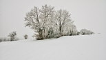 Photo d'arbres enneigs prs de Chaumont en Haute Savoie