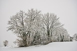 Image d'arbres sous la neige prs de Chaumont en Haute Savoie