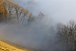Image d'une fort de montagne dans le brouillard sur le Vuache