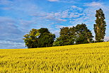 Photographie d'un champ de bl entre Chaumont et Musiges en Haute Savoie