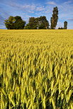 Image d'pis de bls dans un champ en Haute Savoie
