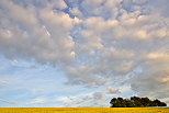 Photo d'un champ de bl sous un ciel nuageux en Haute Savoie