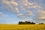 Image d'un ciel nuageux au dessus d'un champ de bl