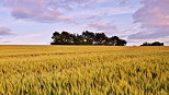 Image d'un champ de bl au crpuscule