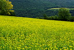 Photographie d'un champ de colza fleuri au pied du Mont de Musiges