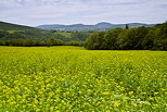 Photo d'un champ de colza en fleur  proximit de Frangy en Haute Savoie