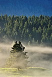 Photo d'arbres dans le brouillard  Bellecombe dans le Jura