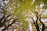 Photographie en contre plonge du ciel d'automne sous des branches de tilleuls