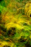Photo abstraite d'herbes colores dans un pr d'automne