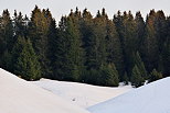 Photographie d'une fort d'picas entoure par la neige dans les montagnes du Haut Jura