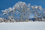 Image d'arbres enneigs sous le ciel bleu en Haute Savoie
