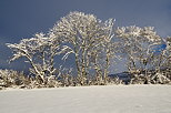 Photo d'arbres enneigs en Haute Savoie