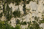 Photo d'picas sur les falaises des montagnes du Parc Naturel Rgional du Haut Jura