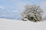 Photo d'un bosquet enneig en autome dans la campagne de Haute Savoie